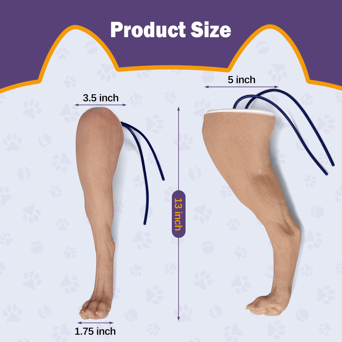 Canine Hind Limb Saphenous Vein Injection Trainer