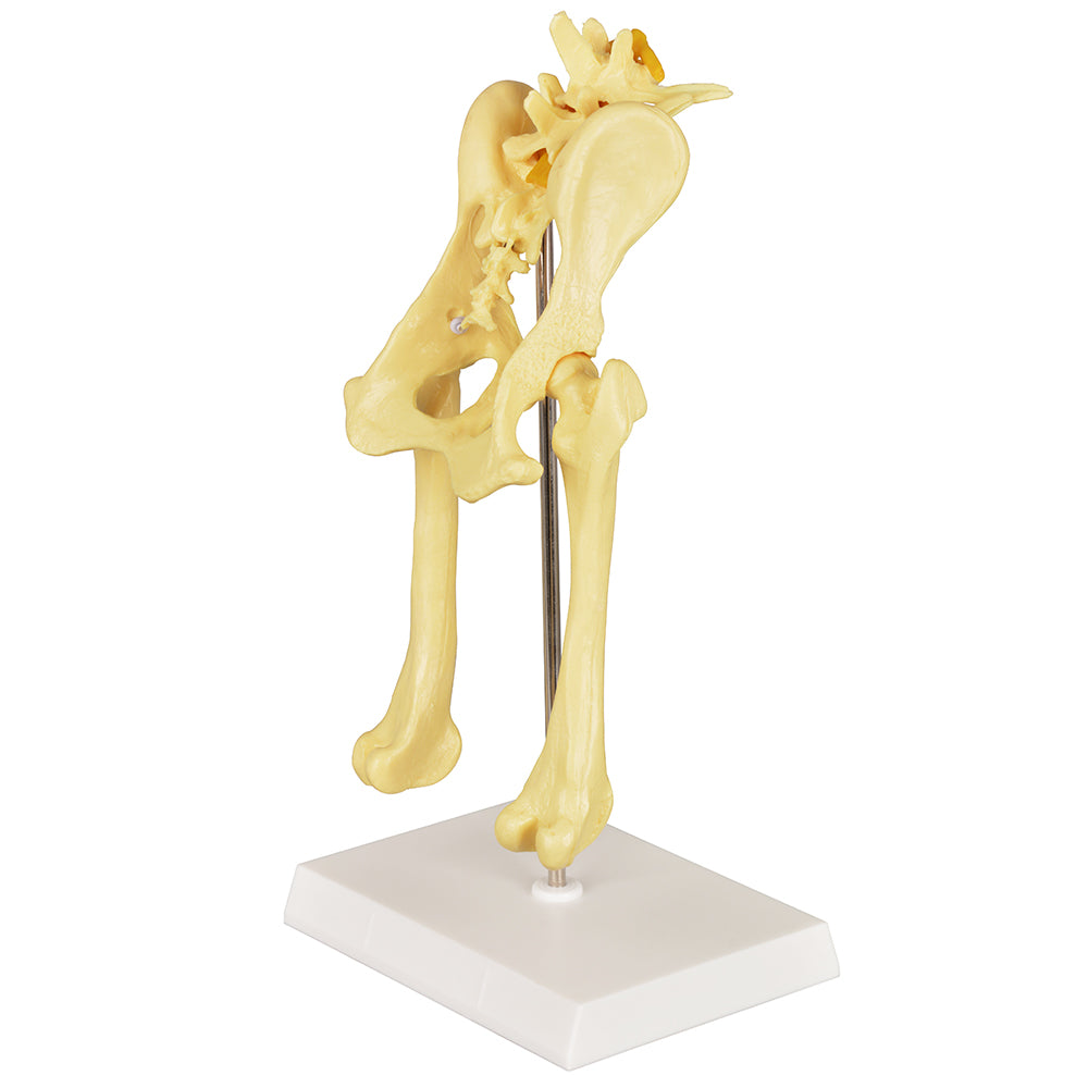 Canine Pathological Hip Joint Anatomy Teaching Model