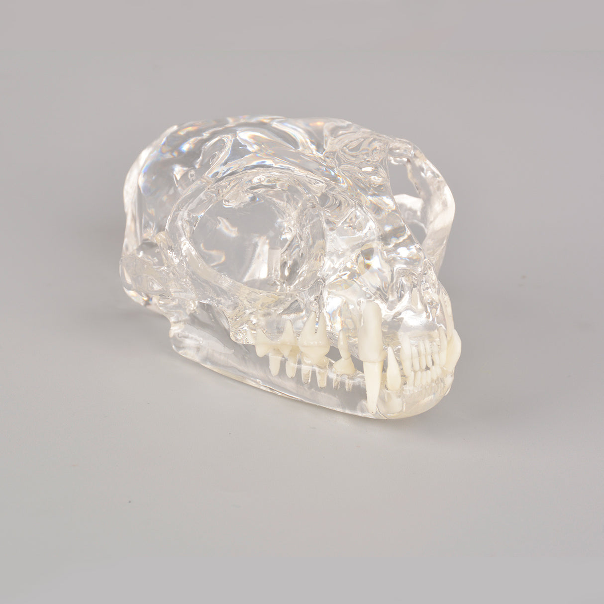 Cat Dental Anatomy Model For Veterinarians