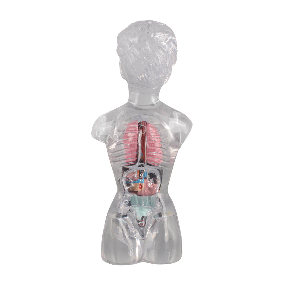 18 in Female Transparent Torso Model with Removable Organs