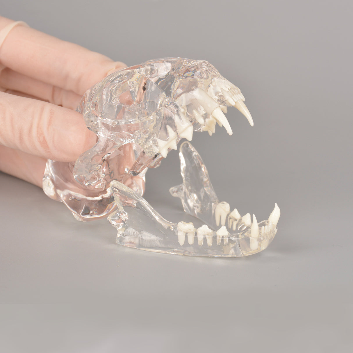 Feline Skull Dental Model With Radiopaque Teeth