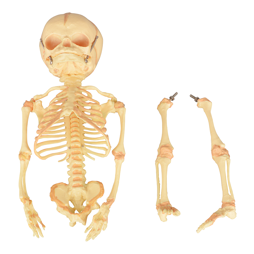 Single-Head Infant Human Skeleton Model for Medical Antomy Education