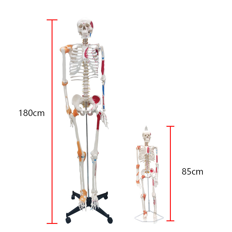 Life Size Medical Human Skeleton Model with Ligamen