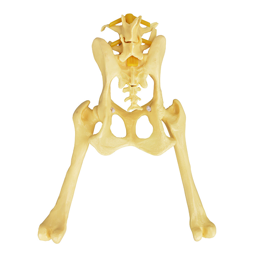 Pathological Canine Pelvis And Hip Joint Model