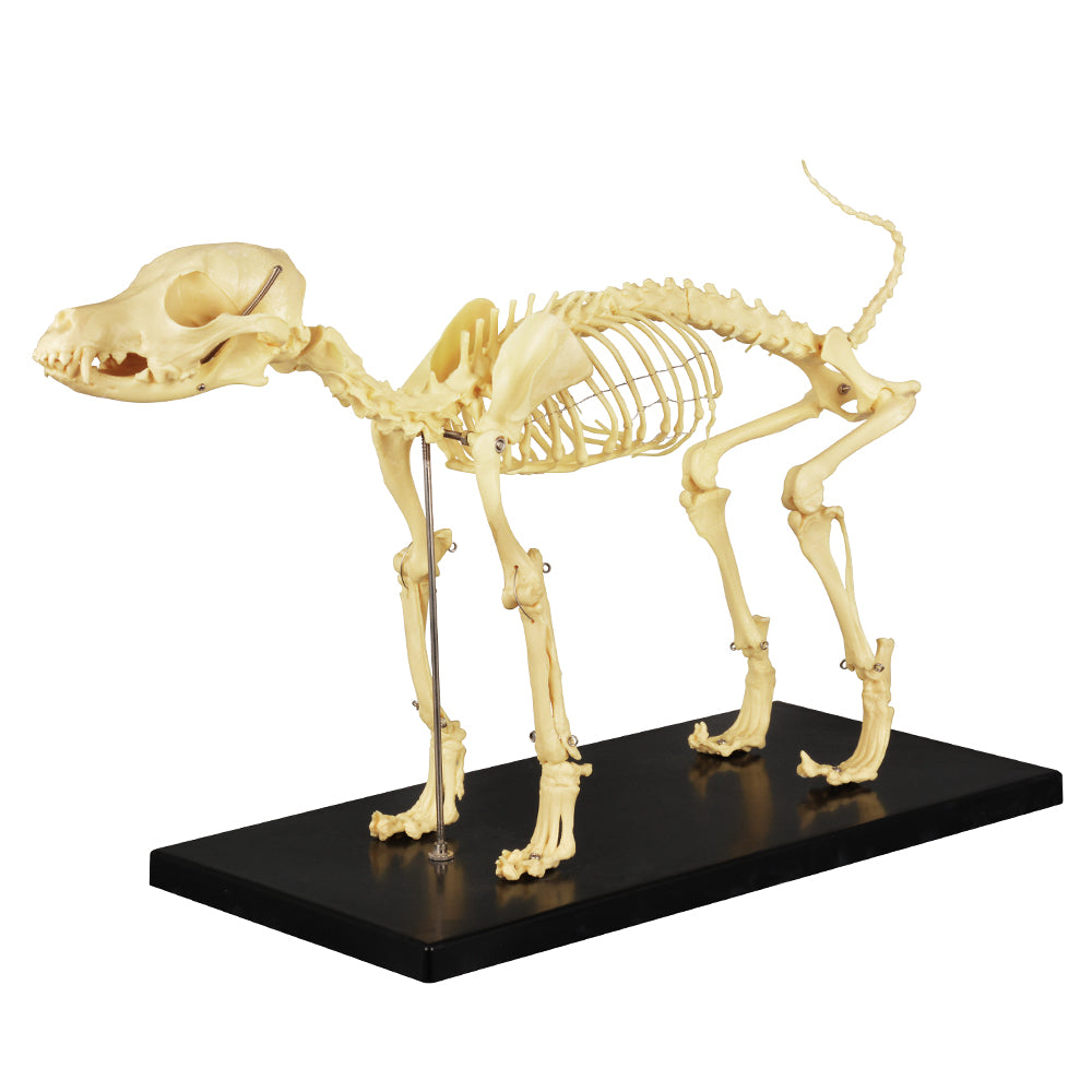 Veterinary Canine Bone Structure Educational Training Model