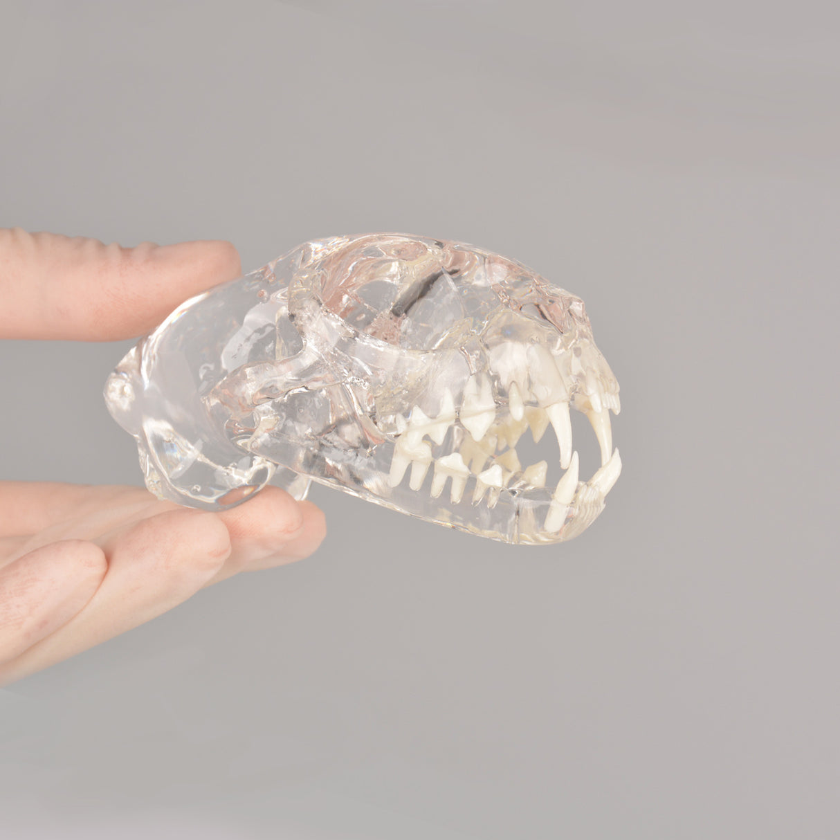Veterinary Feline Dental Radiography Teaching Skull Model