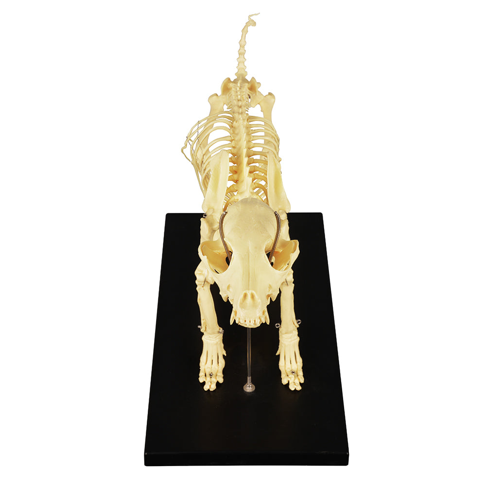 Veterinary Dog Skeleton Display Model For Anatomy Study