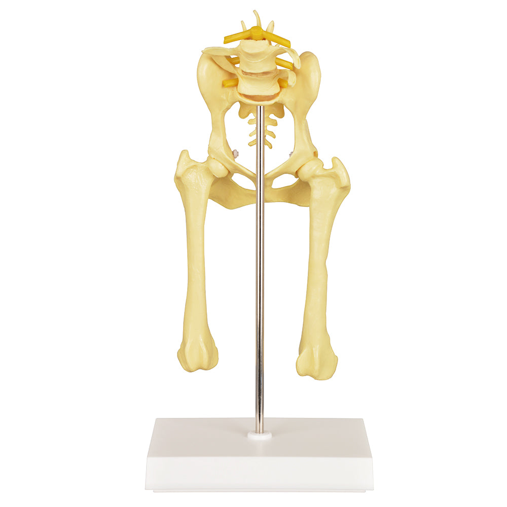 Veterinary Orthopedic Dog Hip Anatomy Training Model