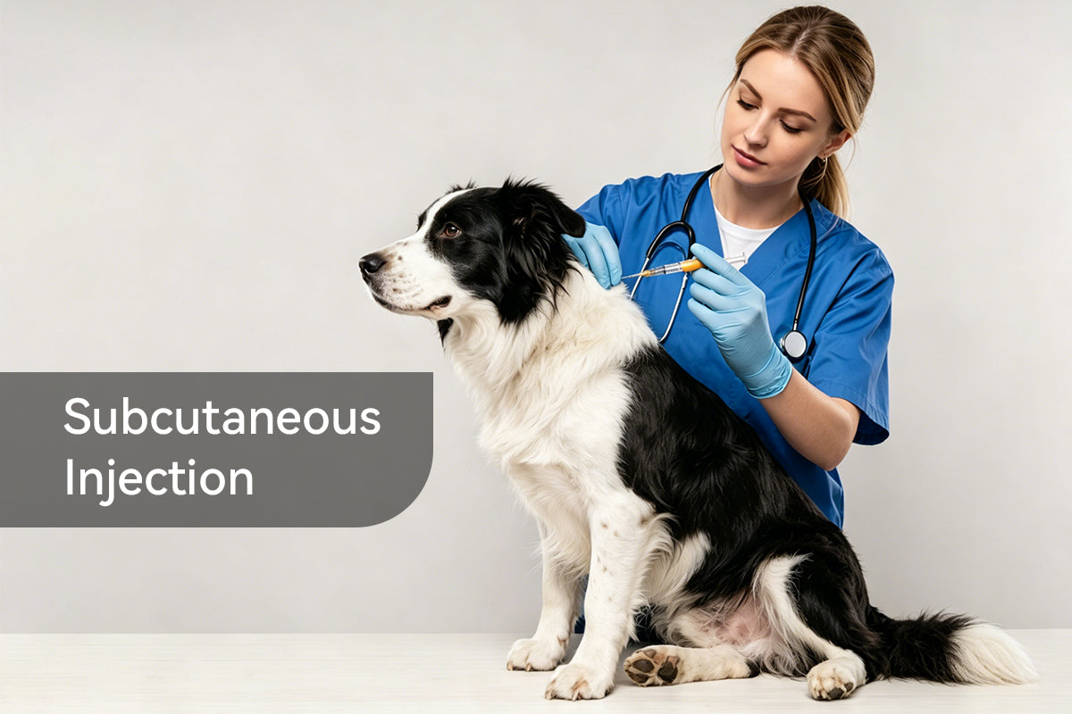 Give a Subcutaneous Injection to a Dog