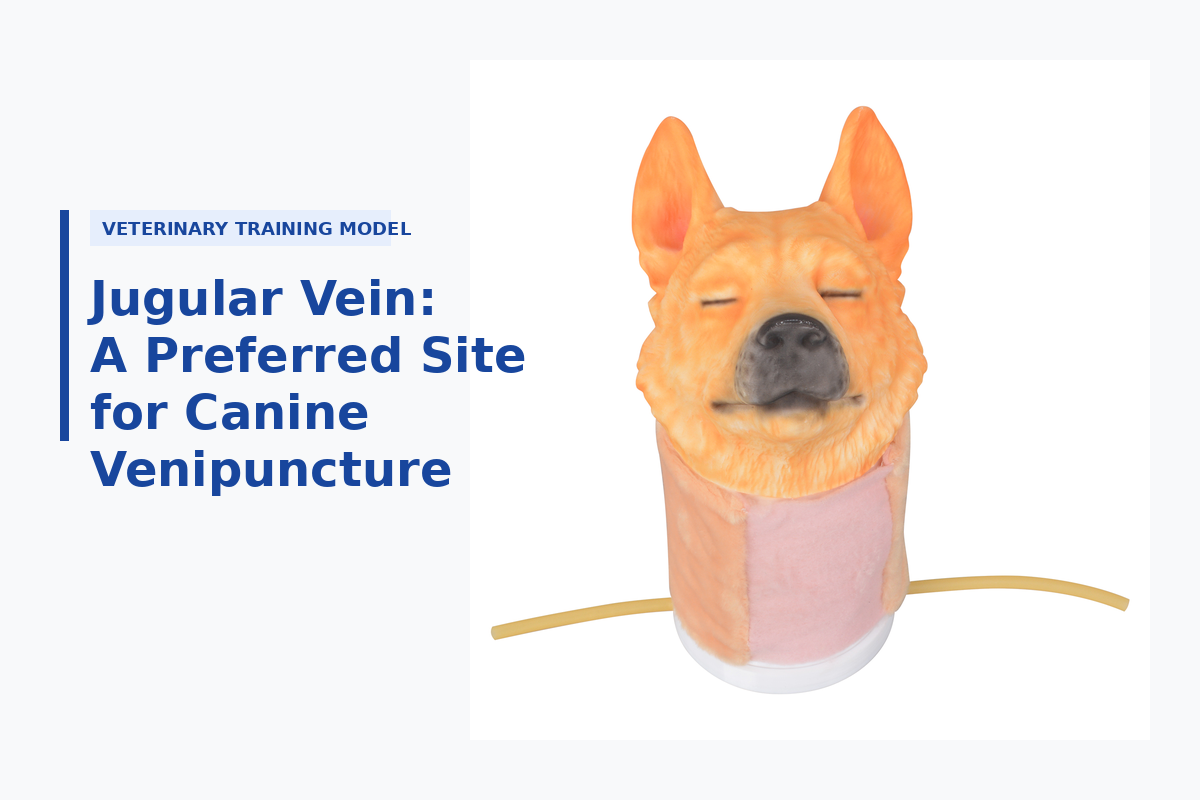 Jugular Vein: A Preferred Site for Canine Venipuncture