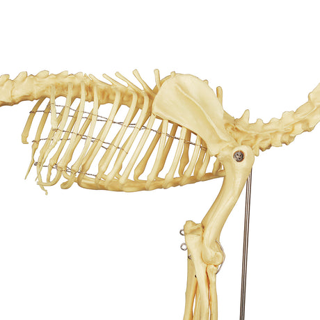 Anatomical Dog Skeleton Model For Classroom Demonstration Use