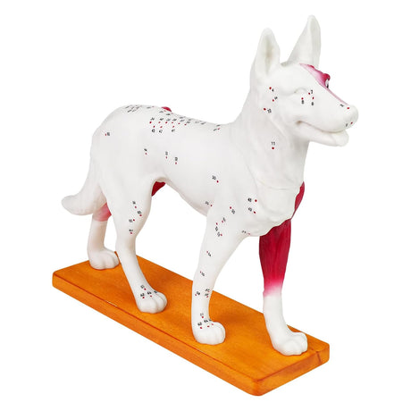 Canine Acupuncture Training Model