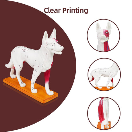 Canine Acupuncture Training Model