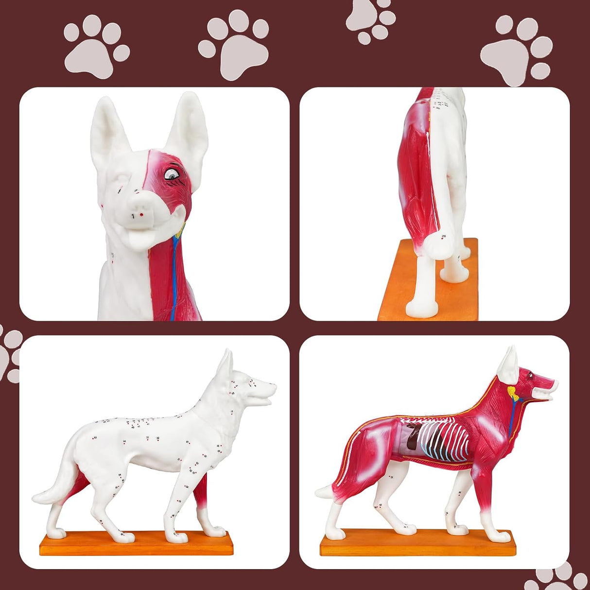 Canine Acupuncture Training Model