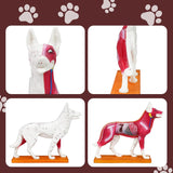 Canine Acupuncture Training Model