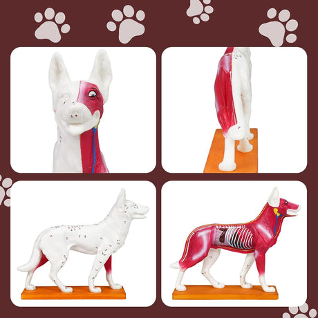 Canine Acupuncture Training Model