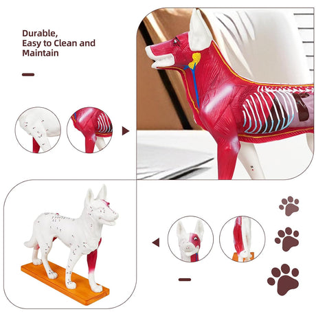 Canine Acupuncture Training Model
