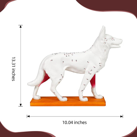 Canine Acupuncture Training Model
