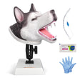 Canine Airway Intubation Trainer