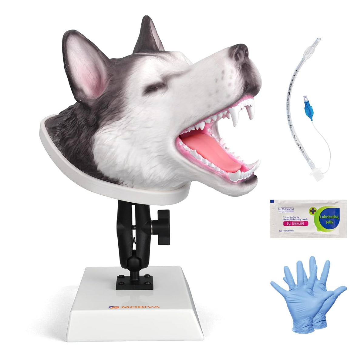Canine Airway Intubation Trainer