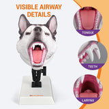 Canine Airway Intubation Trainer
