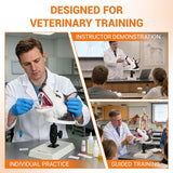 Canine Airway Intubation Trainer