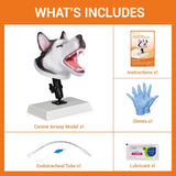 Canine Airway Intubation Trainer
