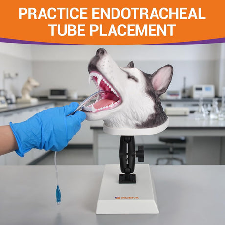 Canine Airway Intubation Trainer