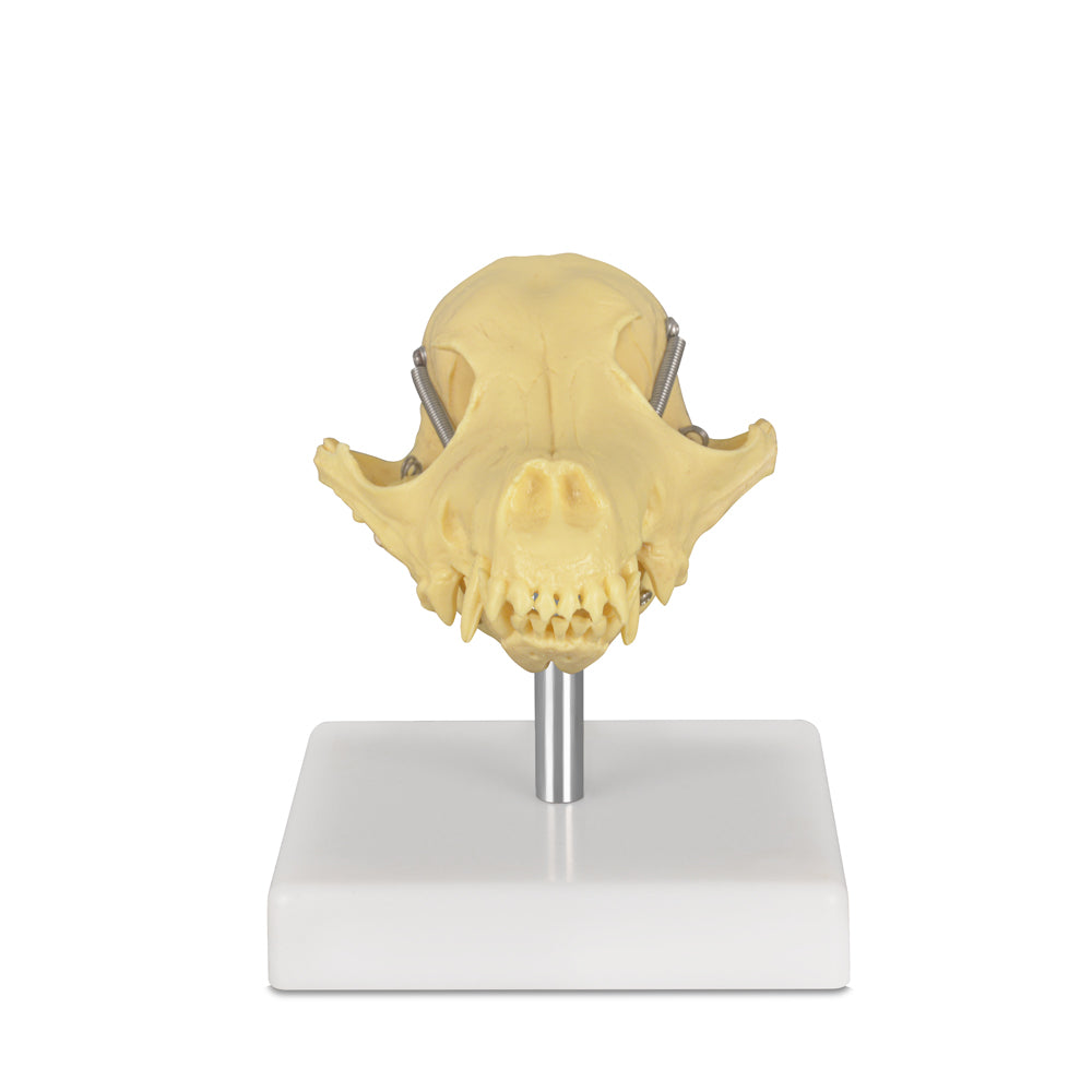 Canine Cranial Structure Model for Medical Training Use