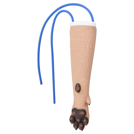 Canine Foreleg Venipuncture Training Model With Veins