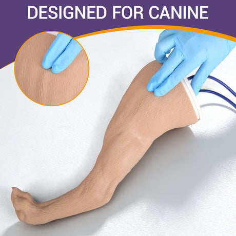 Canine Hind Limb Saphenous Vein Injection Trainer