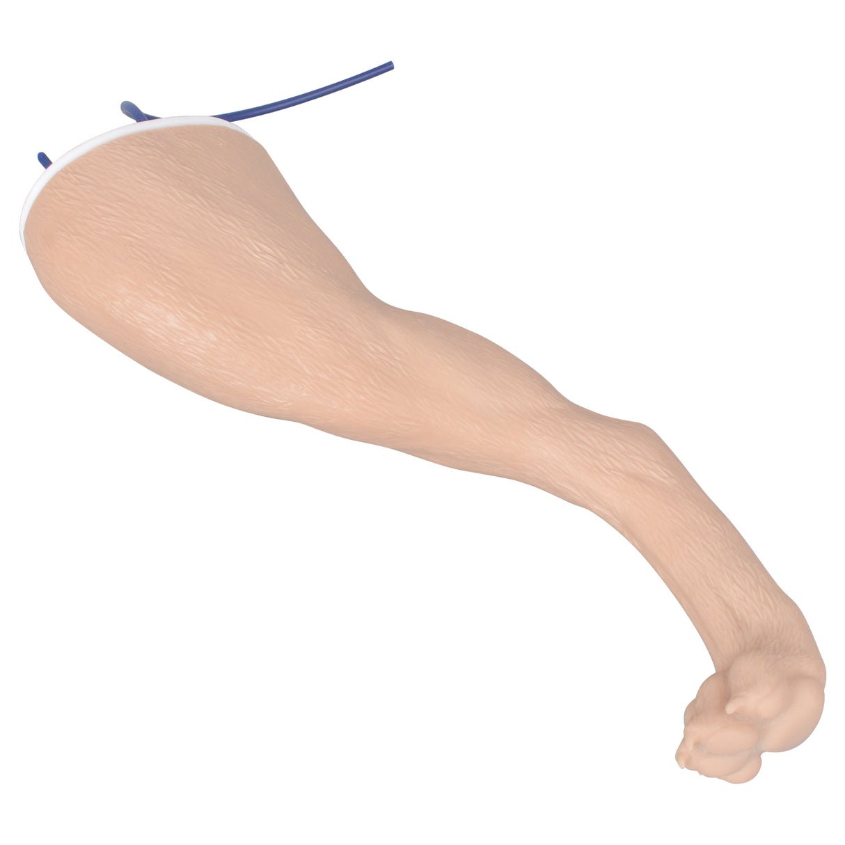 Canine Hind Limb Saphenous Vein Injection Training Model