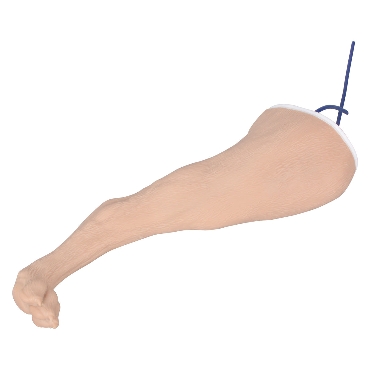 Canine Hind Limb Saphenous Vein Injection Training Model