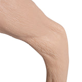 Canine Hind Limb Saphenous Vein Injection Training Model