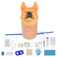 Canine Jugular Venipuncture Training Model