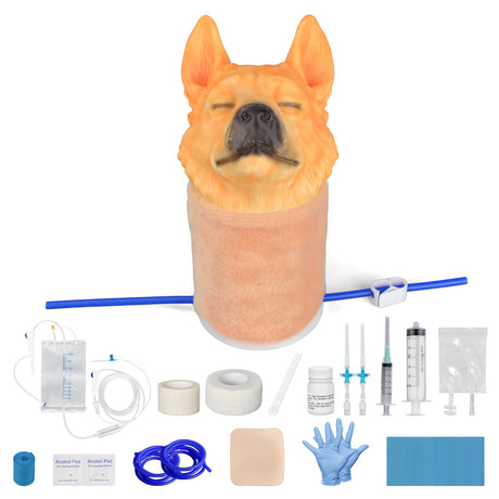 Canine Jugular Venipuncture Training Model