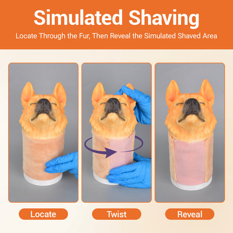 Canine Jugular Venipuncture Training Model