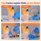 Canine Jugular Venipuncture Training Model