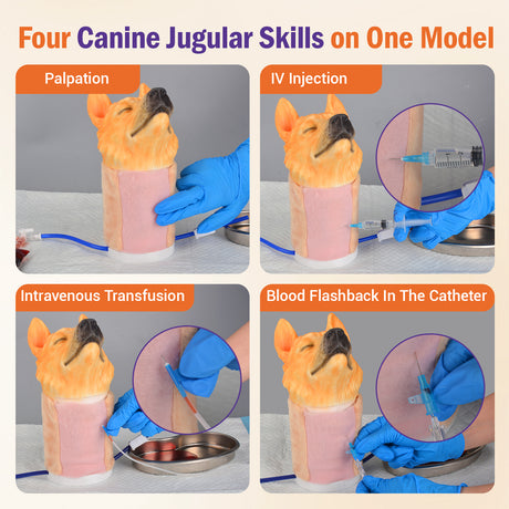 Canine Jugular Venipuncture Training Model