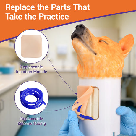 Canine Jugular Venipuncture Training Model