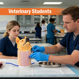 Canine Jugular Venipuncture Training Model