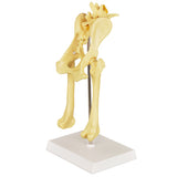 Canine Pathological Hip Joint Anatomy Teaching Model