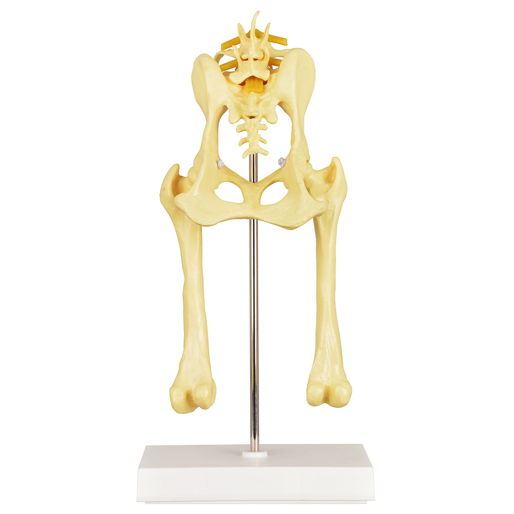 Canine Pathological Hip Joint Model
