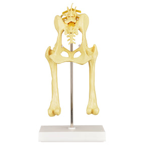 Canine Pathological Hip Joint Model