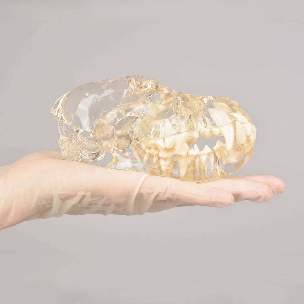 Canine Radiopaque Teeth Simulator For DR X-Ray Practice