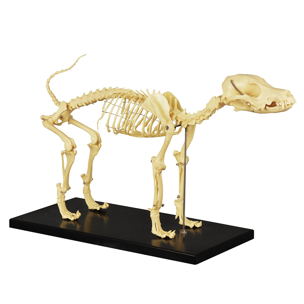 Canine Skeleton Anatomy Model for Veterinary Education