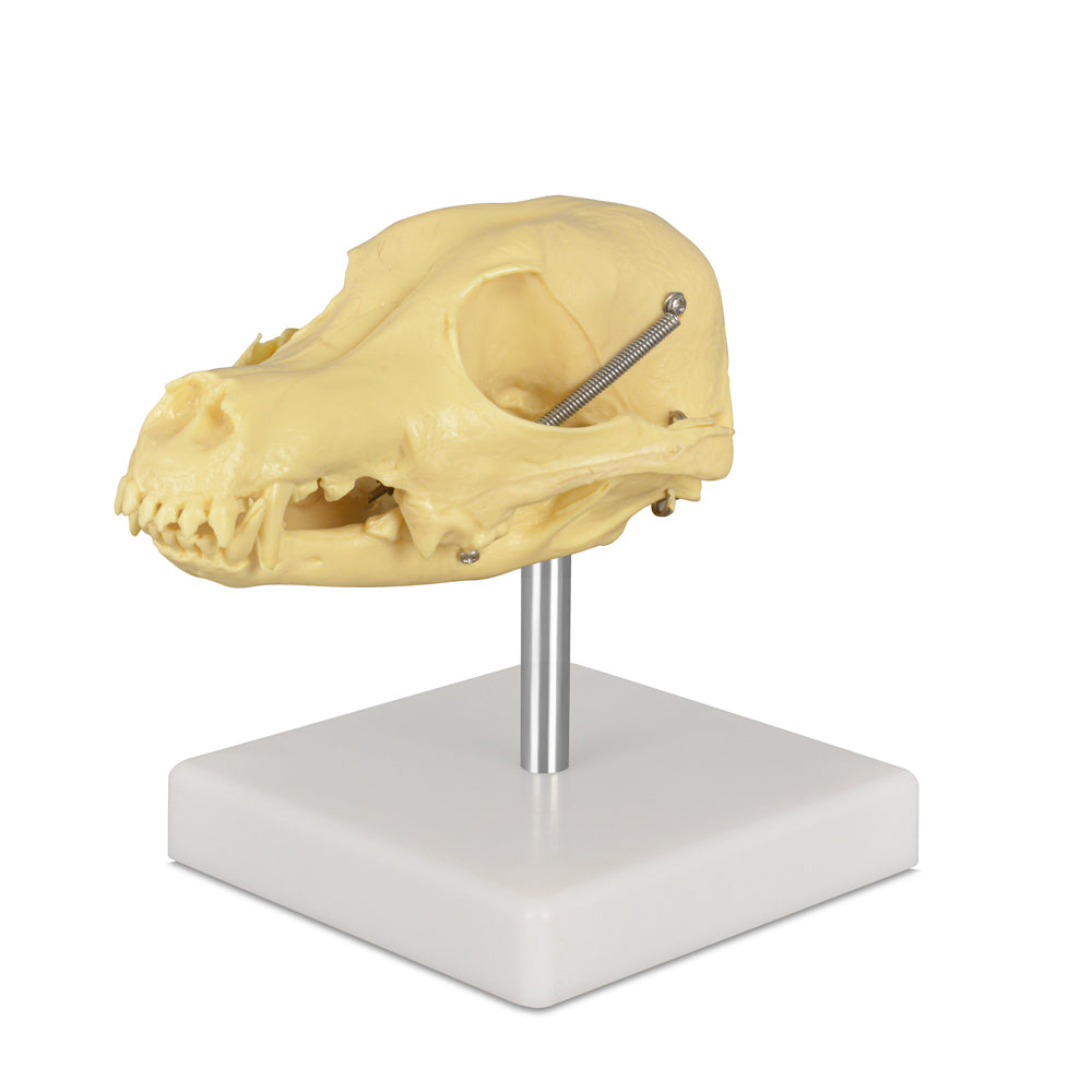 Canine Skull Anatomical Model for Veterinary Education