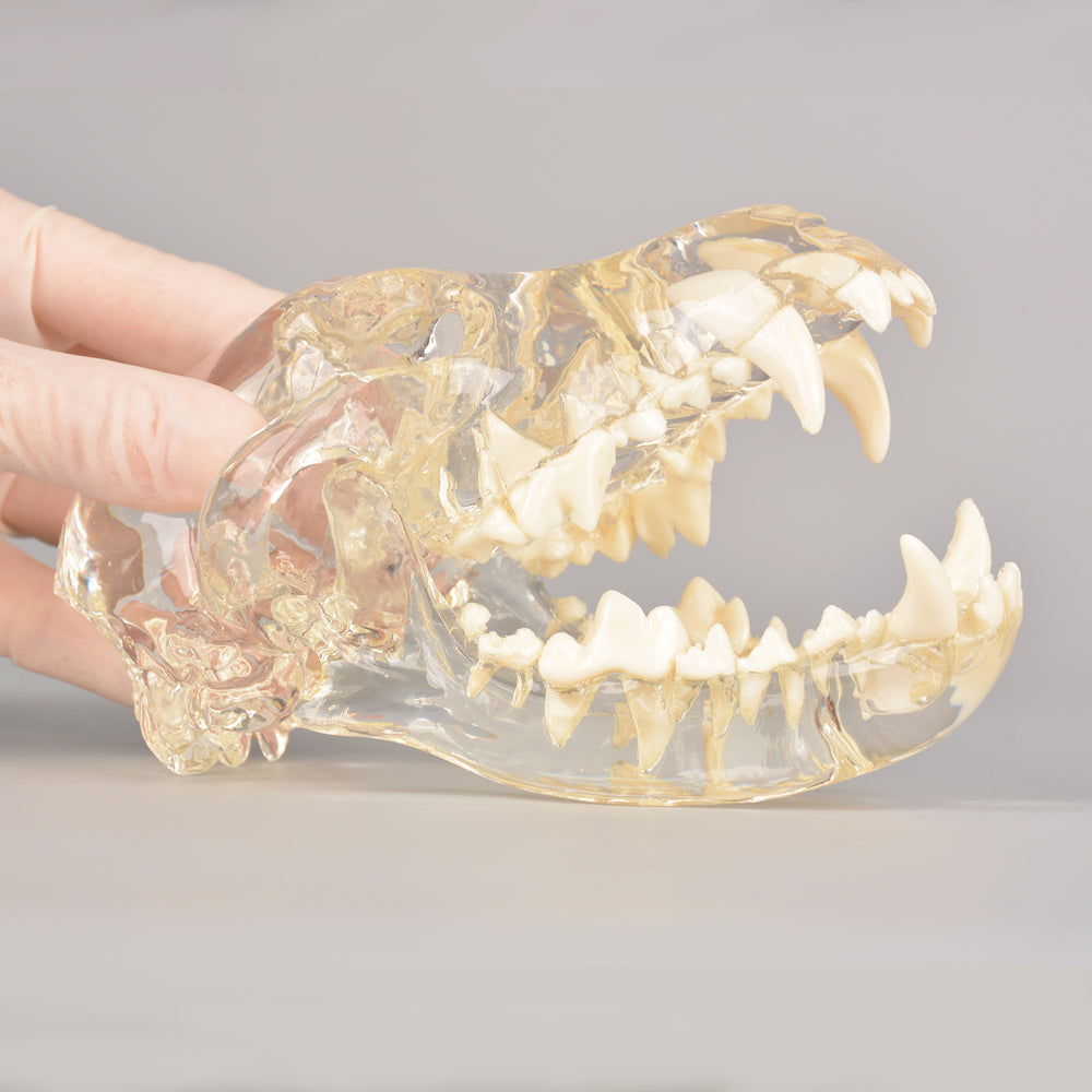Canine Skull Dental Model For Vet Training