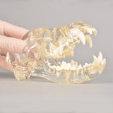 Canine Skull Dental Model For Vet Training