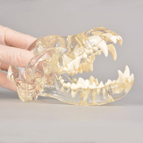 Canine Skull Dental Model For Vet Training